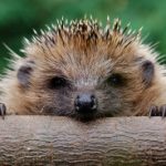 Profile picture of GameHedgehog