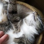 Profile picture of Arne