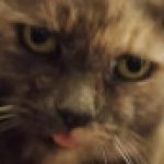 Profile picture of AngrySlothGaming