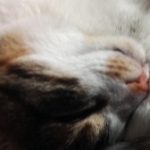 Profile picture of Cihat